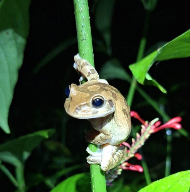 A brownish frog climbed on a branch