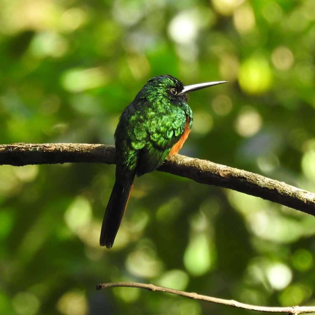 A close-up of a green hummingbird perched on a branch.