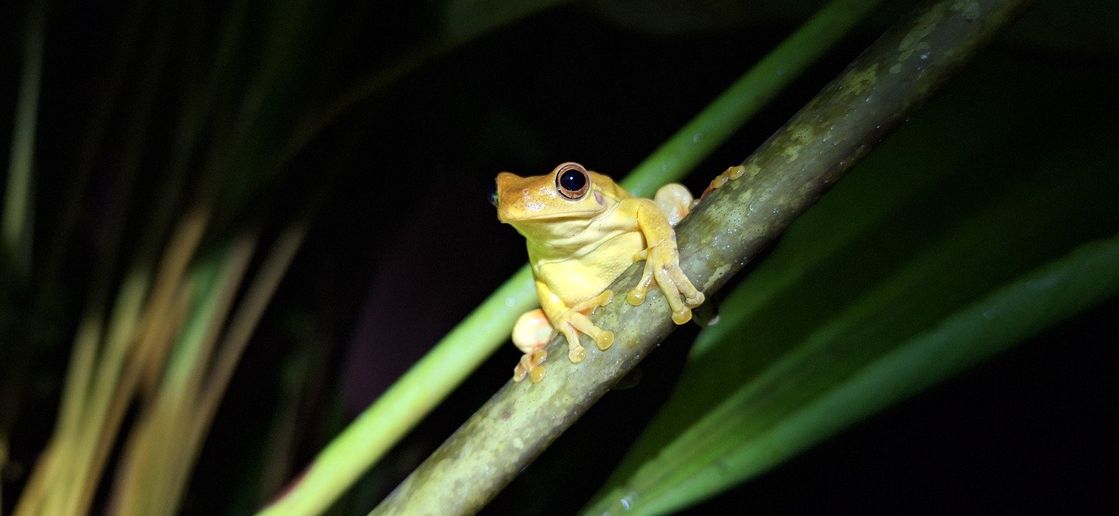 A golden frog clinging to a branch in the dark