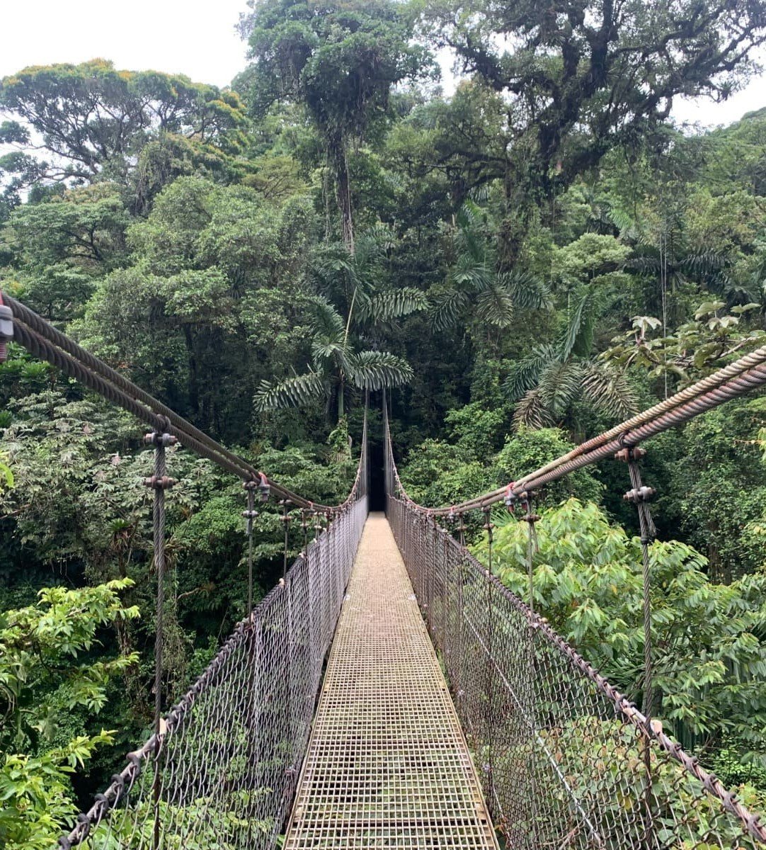 A bridge leading into dense green jungle from above.