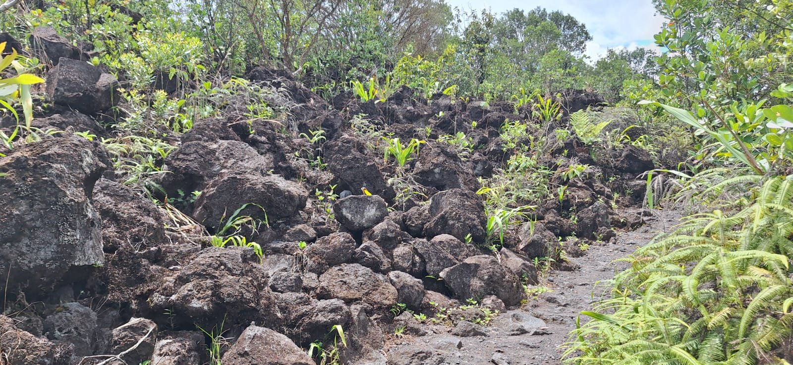 A rugged trail filled with dark volcanic rocks and scattered vegetation