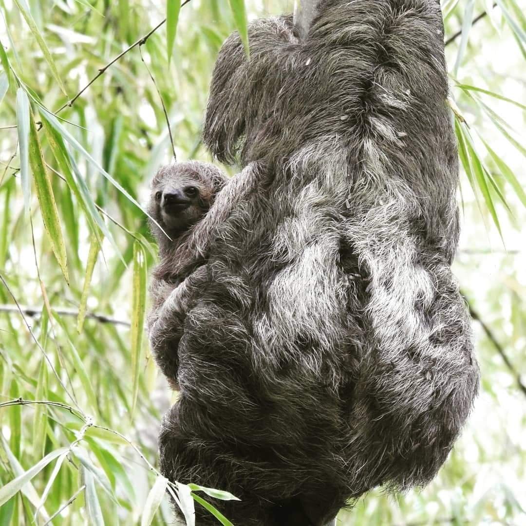 A mother sloth carrying her baby among the bamboo leaves.