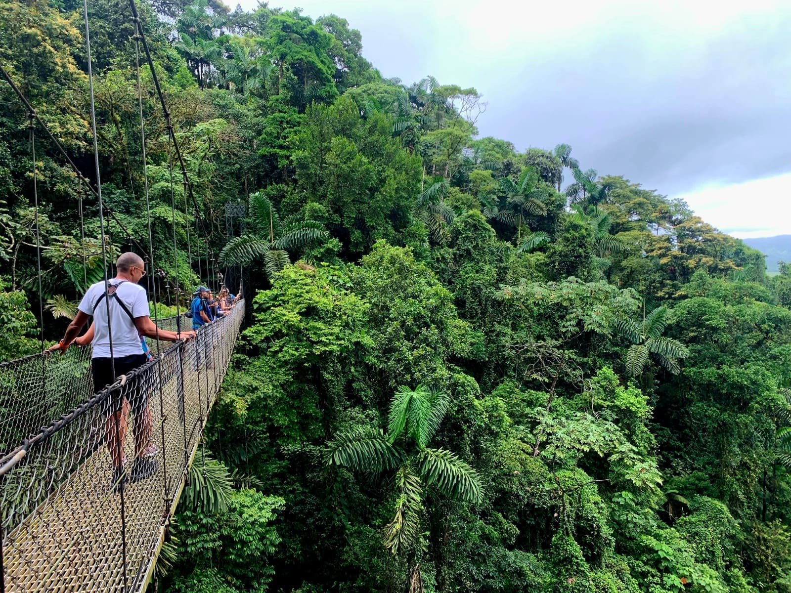 A group of visitors traverses a hanging bridge, immersed in the vibrant greenery of the rainforest.