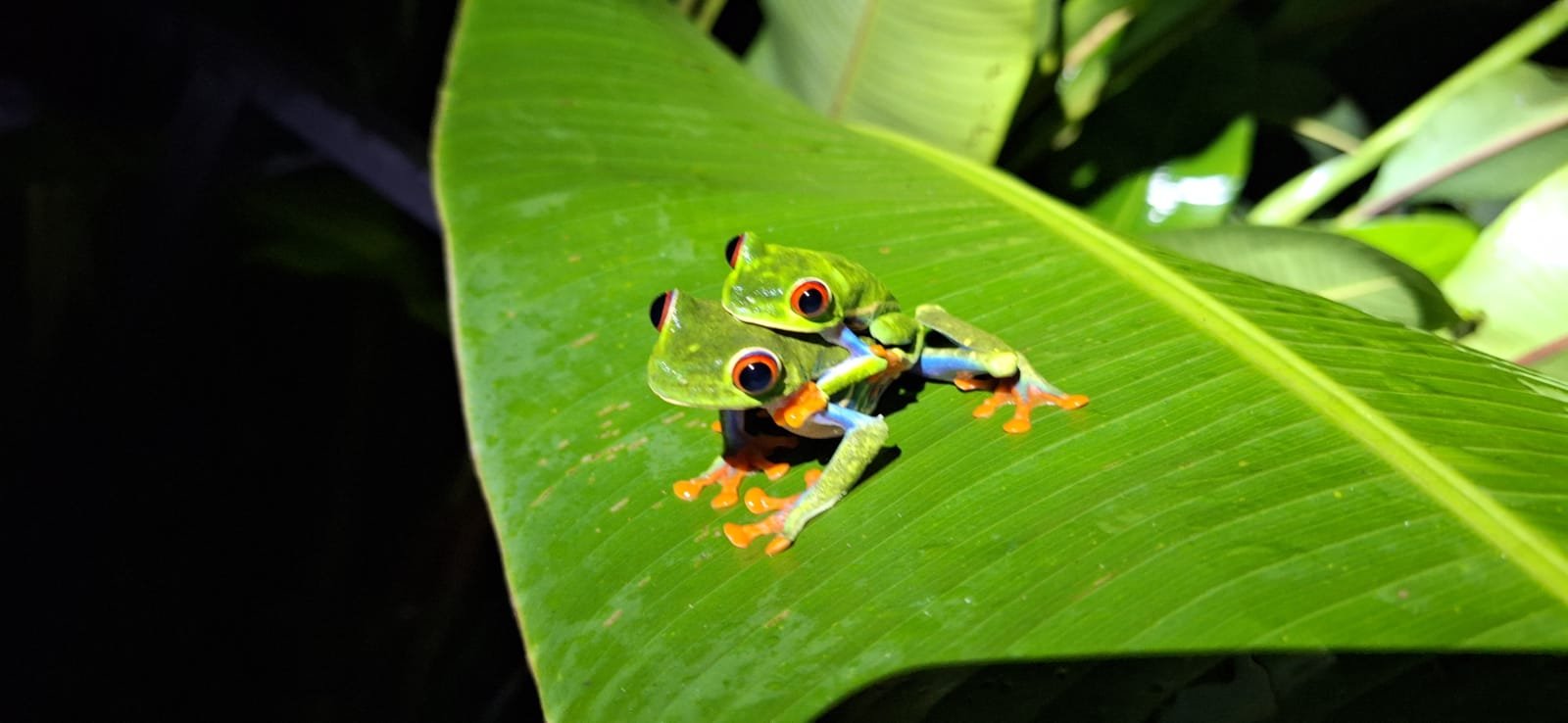 Two vibrant red-eyed tree frogs rest on a large green leaf, showcasing their vivid green bodies and striking orange and blue limbs. 