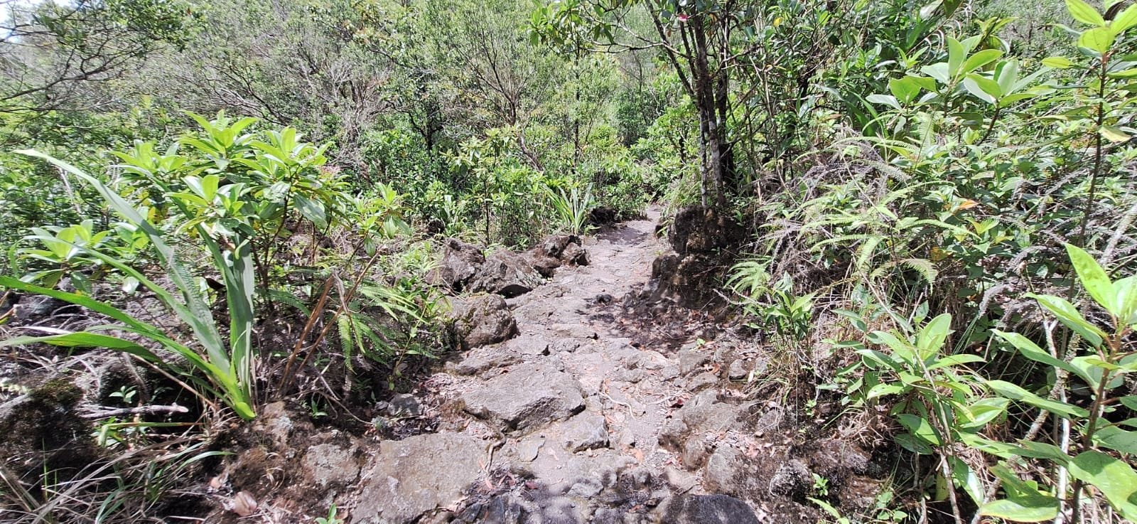 A rocky forest trail winding through dense foliage