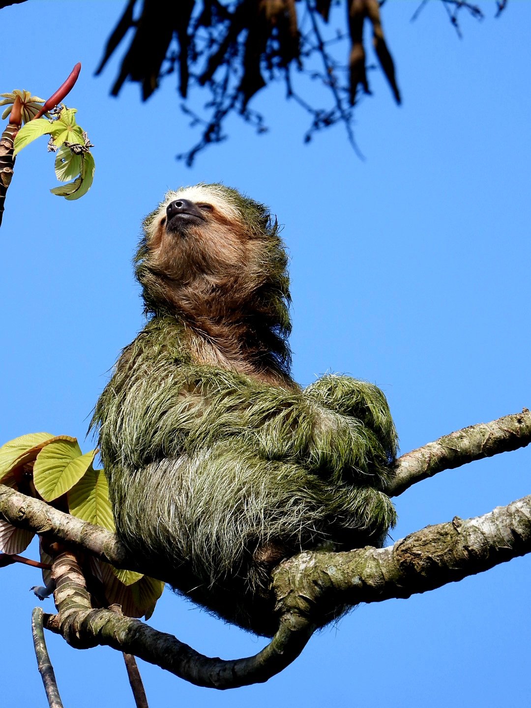 A sloth enjoying the sunlight high up in the trees.