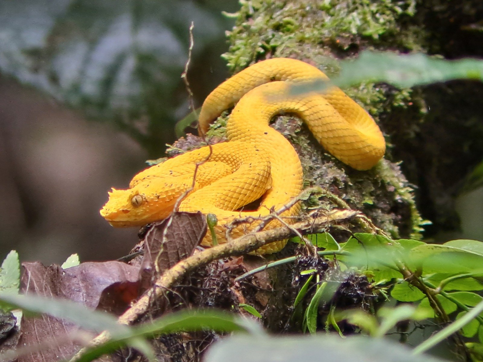  A striking yellow pit viper rests on a branch in the jungle, blending in with its natural surroundings.